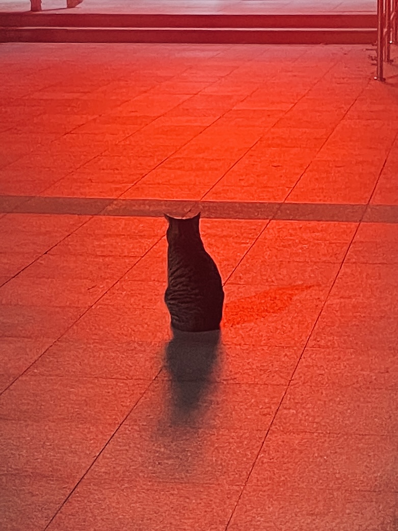 SDU_cat