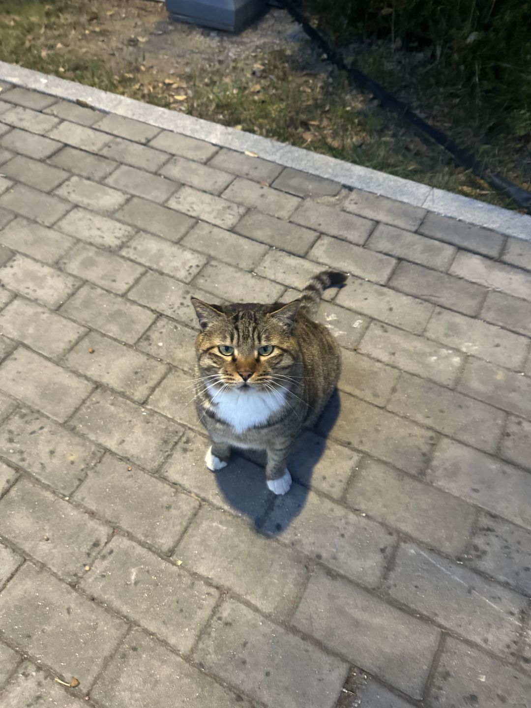 SDU_cat